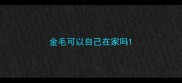 金毛可以自己在家吗