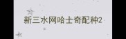 新三水网哈士奇配种