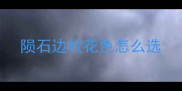 陨石边牧花色怎么选