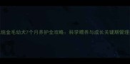 单血统金毛幼犬7个月养护全攻略科学喂养与成长关键期管理指南