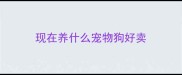 现在养什么宠物狗好卖