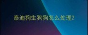 泰迪狗生狗狗怎么处理