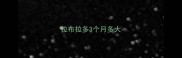 拉布拉多3个月多大
