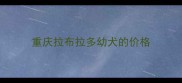 重庆拉布拉多幼犬的价格