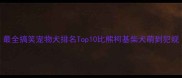 最全搞笑宠物犬排名Top10比熊柯基柴犬萌到犯规