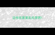 边牧在家里乱拉原因
