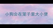 小狗会在笼子里大小便