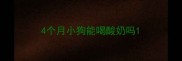 4个月小狗能喝酸奶吗