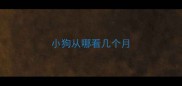 小狗从哪看几个月