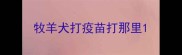 牧羊犬打疫苗打那里