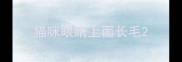 猫咪眼睛上面长毛