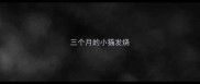 三个月的小猫发烧
