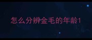 怎么分辨金毛的年龄