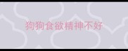 狗狗食欲精神不好