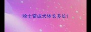 哈士奇成犬体长多长