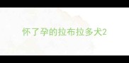 怀了孕的拉布拉多犬