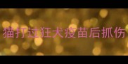 猫打过狂犬疫苗后抓伤