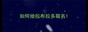 如何给拉布拉多取名