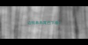 边牧串串尾巴下垂
