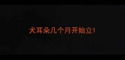 犬耳朵几个月开始立