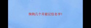 狗狗几个月能记住名字
