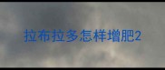 拉布拉多怎样增肥