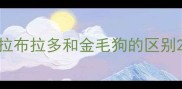 拉布拉多和金毛狗的区别