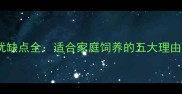 拉布拉多犬优缺点全适合家庭饲养的五大理由及饲养指南