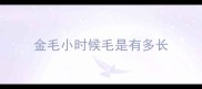 金毛小时候毛是有多长