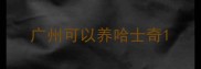 广州可以养哈士奇