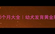 卡斯罗犬10个月大全幼犬发育黄金期饲养指南