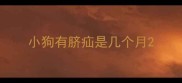 小狗有脐疝是几个月
