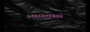 拉布拉多幼犬拉稀有虫