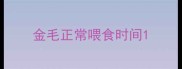 金毛正常喂食时间