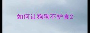 如何让狗狗不护食