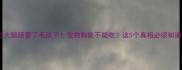 别让火腿肠害了毛孩子宠物狗能不能吃这5个真相必须知道