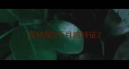 雪纳瑞5个月的特征