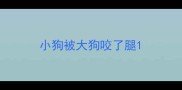 小狗被大狗咬了腿