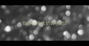 拉布拉多犬奶白色的