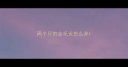 两个月的金毛犬怎么养