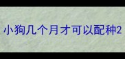 小狗几个月才可以配种
