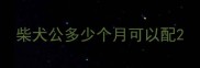 柴犬公多少个月可以配