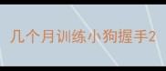几个月训练小狗握手