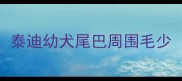 泰迪幼犬尾巴周围毛少