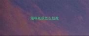 猫咪死前怎么抢救