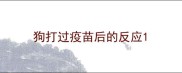 狗打过疫苗后的反应