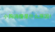 小狗消瘦是什么原因