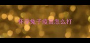 怀孕兔子疫苗怎么打