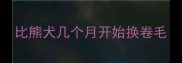 比熊犬几个月开始换卷毛