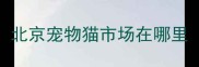 北京宠物猫市场在哪里